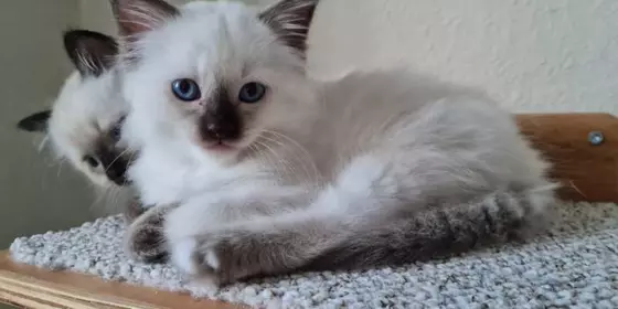 HeiligeBirma/Ragdoll Kitten sucht liebevolles Zuhause ansehen