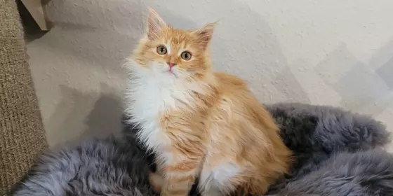 Zauberhafte Elfen - Neva Masquarade-Maine Coon Kitten ansehen