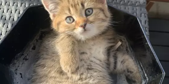 Britisch Kurzhaar Kitten ansehen