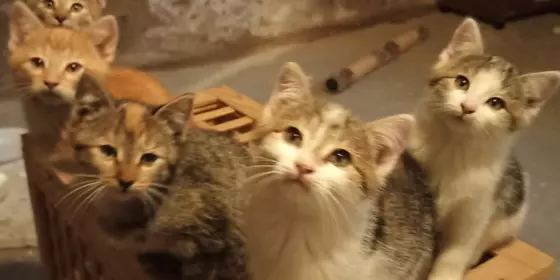 3 Kitten  ansehen