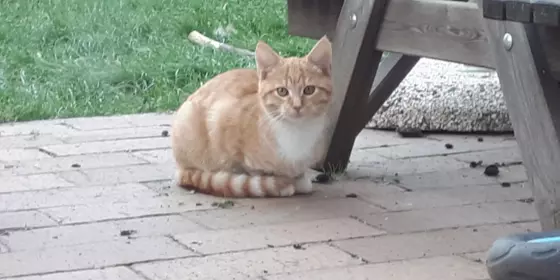 2 Katerchen 1 Kätzchen /2 kleine Kater 1 kleine Katze ansehen