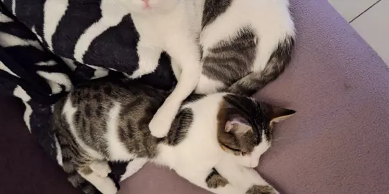 2 Katzen ansehen