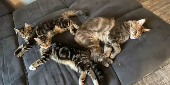 3 Maine Coon Mix Kitten geimpft entwurmt abgabebereit ansehen