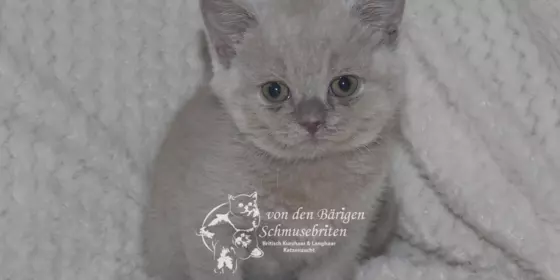 BKH Kitten  ansehen