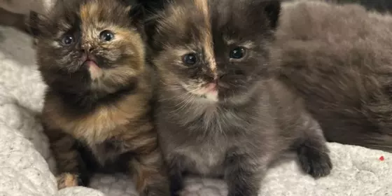 BKH Kitten / Britisch Kurzhaar Babys ansehen