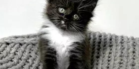 Maine Coon Kitten reinrassig ansehen