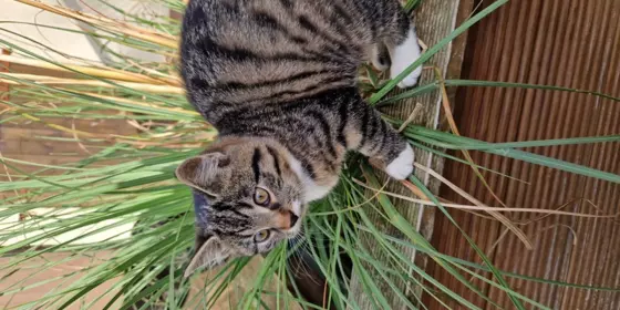 Kleine graugetiegerte Katze im Alter von 14 Wochen zu sofort abzugeben. Die Katze ist vertraulich und sehr verspielt. ansehen