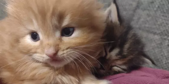 Maine coon Kitten  ansehen