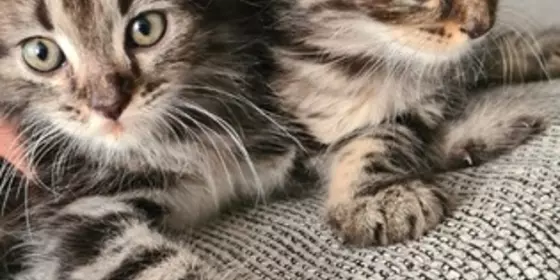 Maine coon mix Norwegischewaldkatzen  ansehen