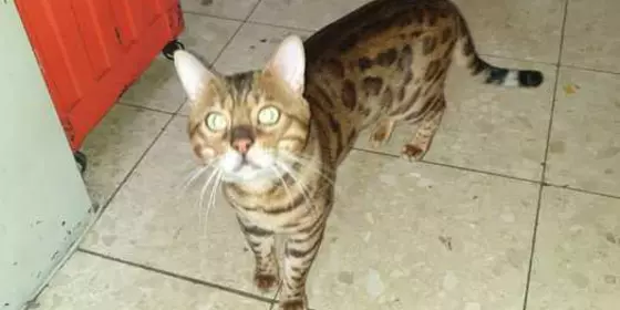 Reinrassiger Bengalkater ansehen