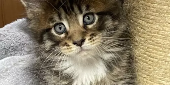 Reinrassige Maine Coon Kitten mit Stammbaum ansehen