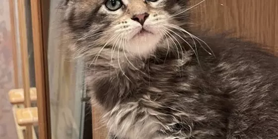 Reinrassige Maine Coon Kitten mit Stammbaum ansehen