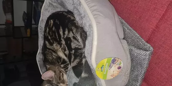 Bengal-Mix Katze zu verkaufen  ansehen