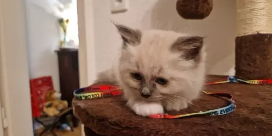 Heiliger Birma Kater aus unserem Wurf noch zu haben  ansehen