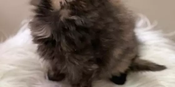 Maine coon EKH Mix Babykatzen abzugeben  ansehen