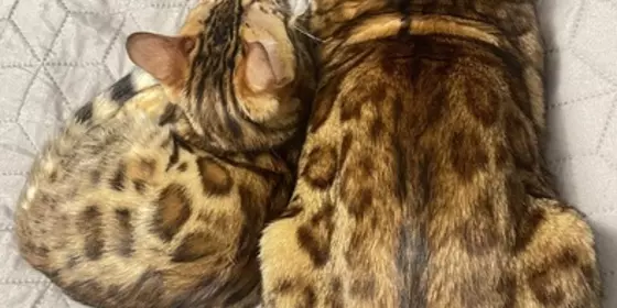 Bengal Kitten  ansehen