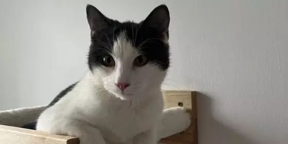 Kater Milo sucht neues liebevolles zu Hause ansehen