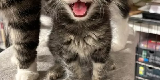 Maine Coon Kitten ansehen