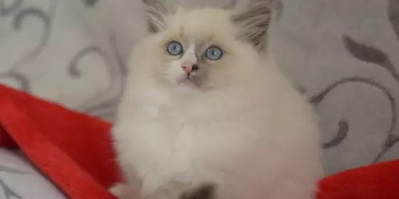 Wunderschöne reinrassige Ragdoll Kitten /katzenbaby ansehen