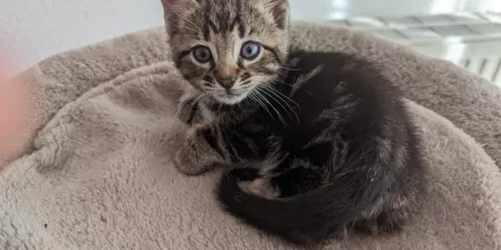 Bengal / BKH Kitten ansehen