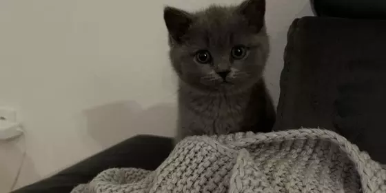 BKH-Kitten Weibchen in blau — NOTVERKAUF  ansehen