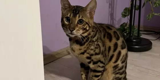 Bengal Kater ansehen