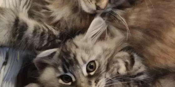 Maine Coon Kitten weiblich  ansehen