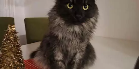 Odin - wunderschöner Maincoon Mix ansehen