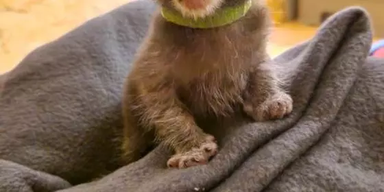 Lykoi Kitten (Felidae e.V. Stammbaum) ansehen