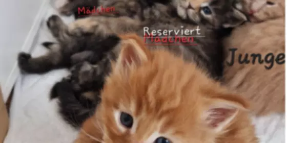 Wunderschöne reinrassiges Maine Coon Kitten  ansehen