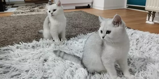 Bkh reinrassige kittens  ansehen