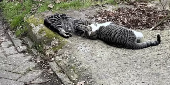 2 kleine Kater suchen ein liebevolles Zuhause  ansehen