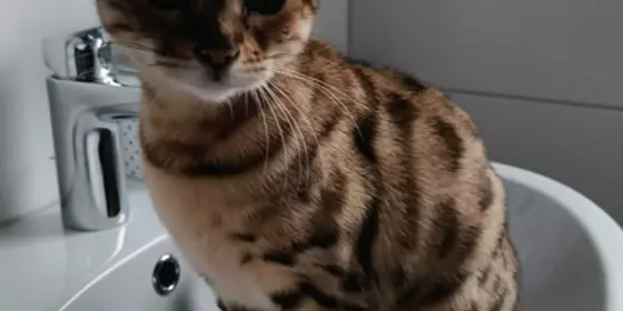 Bengalkatze 3 Jahre alt - Optional mit Zubehör ansehen