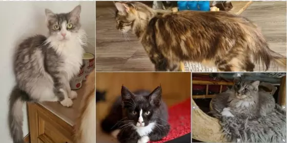 Wegen Zuchtaufgabe Maine Coon  Katzen, Kater 1-3 Jahre abzugeben ansehen