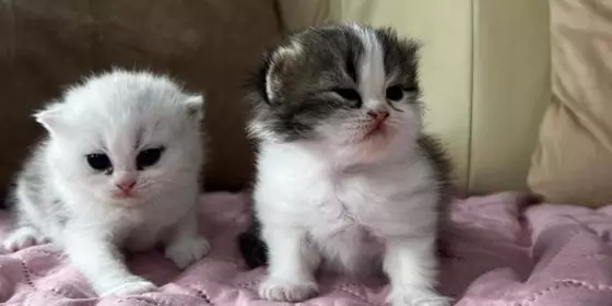 Perser kitten  ansehen