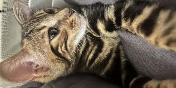 Bengal Kitten  ansehen