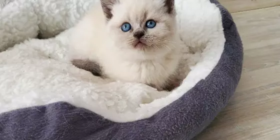 Reinrassige BKH blue point Kitten ansehen