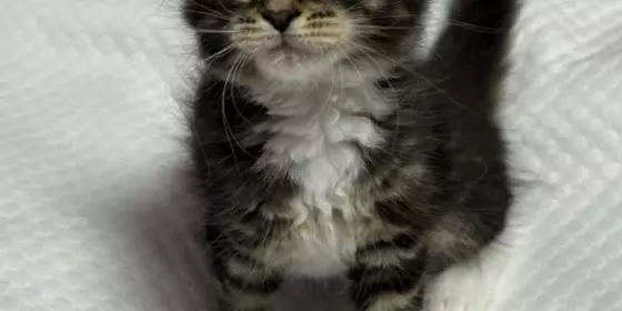 Maine Coon Kitten ansehen