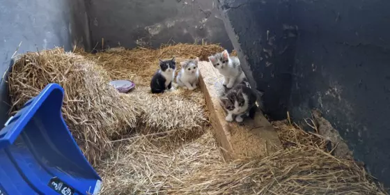 2 Katzenbabys abzugeben  ansehen