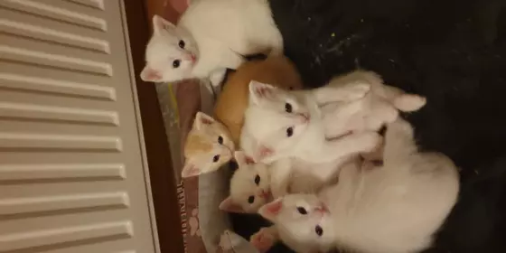 Katzenbabys  ansehen