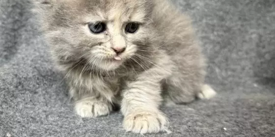 Maine Coon Kitten  ansehen