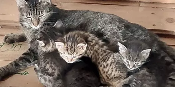 4 Kitten - 3 Kater & 1 Katze in liebevolle Hände abzugeben - Geb. 20.04.24 ansehen