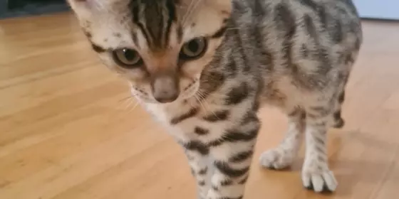 Bengalkatzen Baby ( Weiblich )  ansehen