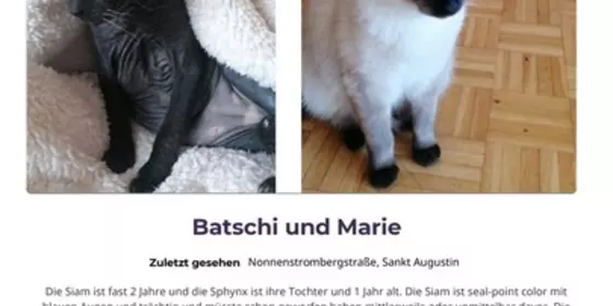 Vermisste Katzen  ansehen