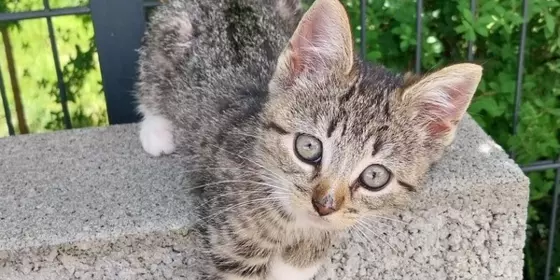 Süße kitten suchen absofort ein neues Zuhause ! ansehen