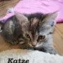 Katze