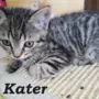 Kater