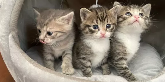 Zuckersüße Kätzchen suchen neues Zuhause ansehen