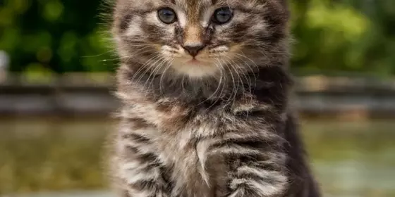 Sibirische Waldkatze - Norweger - Mix ansehen