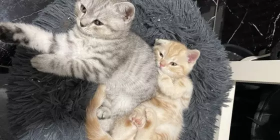 BKH Kitten sucht eine liebevolle Familie  ansehen